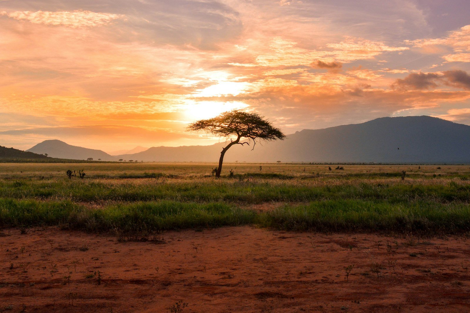 Afrique — savane