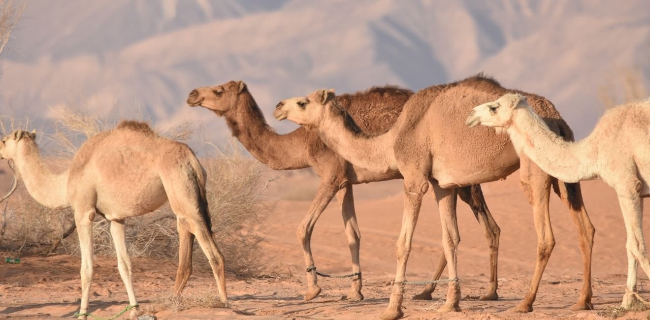 Jordanie
