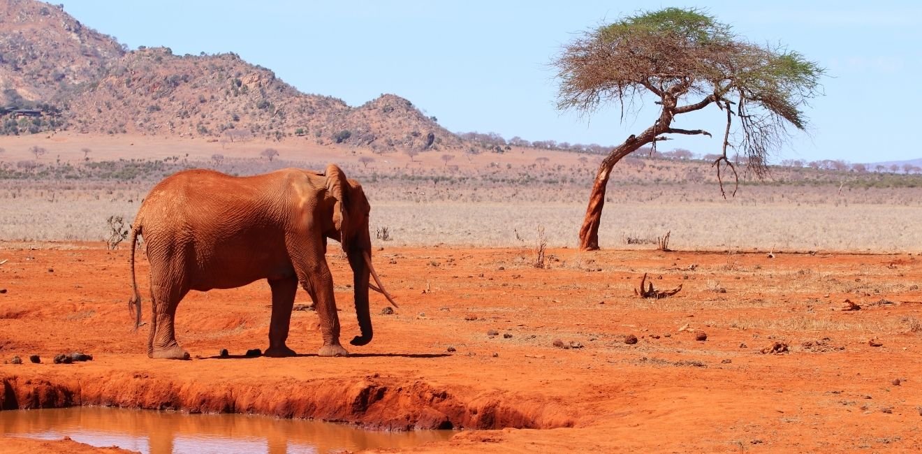 Kenya — safari