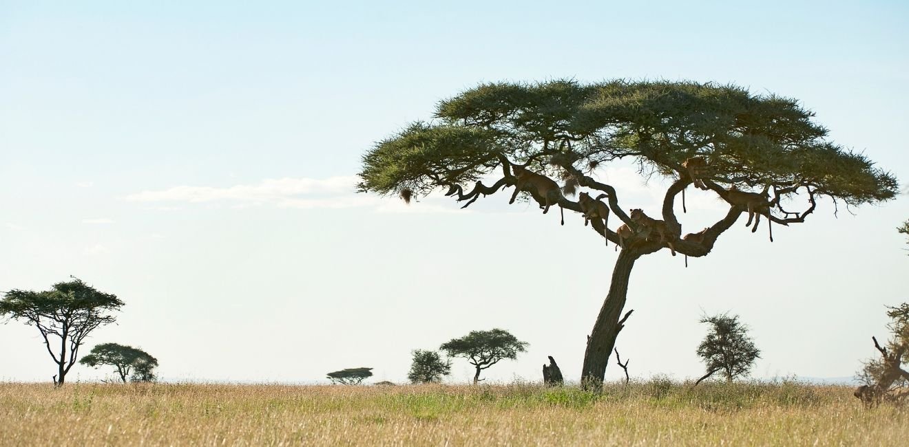 Tanzanie — girafes