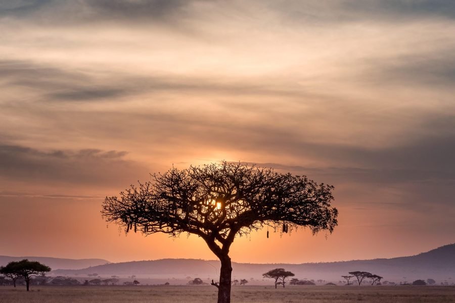 Sensationnelle Afrique du Sud