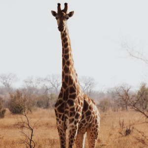 [Vignette] Afrique du sud (3)