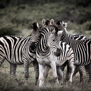 [Vignette] Afrique du sud (6)