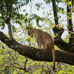 [Vignette] Brésil (5)