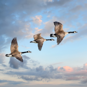 [Vignette] Canada (8)